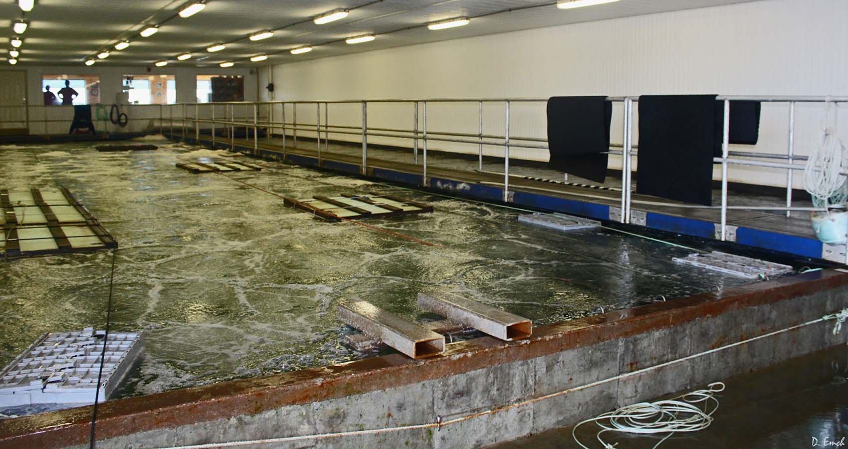 Lobster Supplier International. Buy Lobster, Lobster Delivery, Wholesale Lobster, Lobster Shipping.